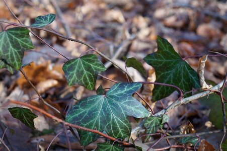 Forest ivy foliage