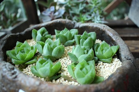 Plant fresh green