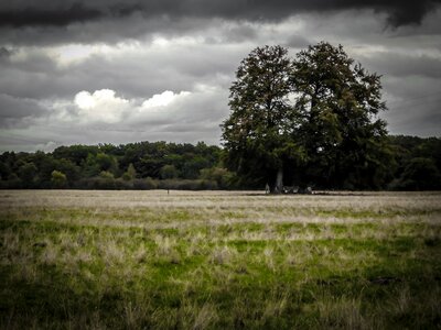 Pasture mood atmosphere