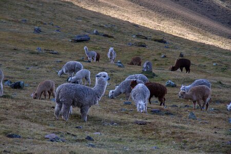 Wildlife andes highlands