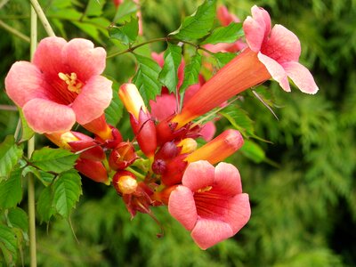 Flower plant nature