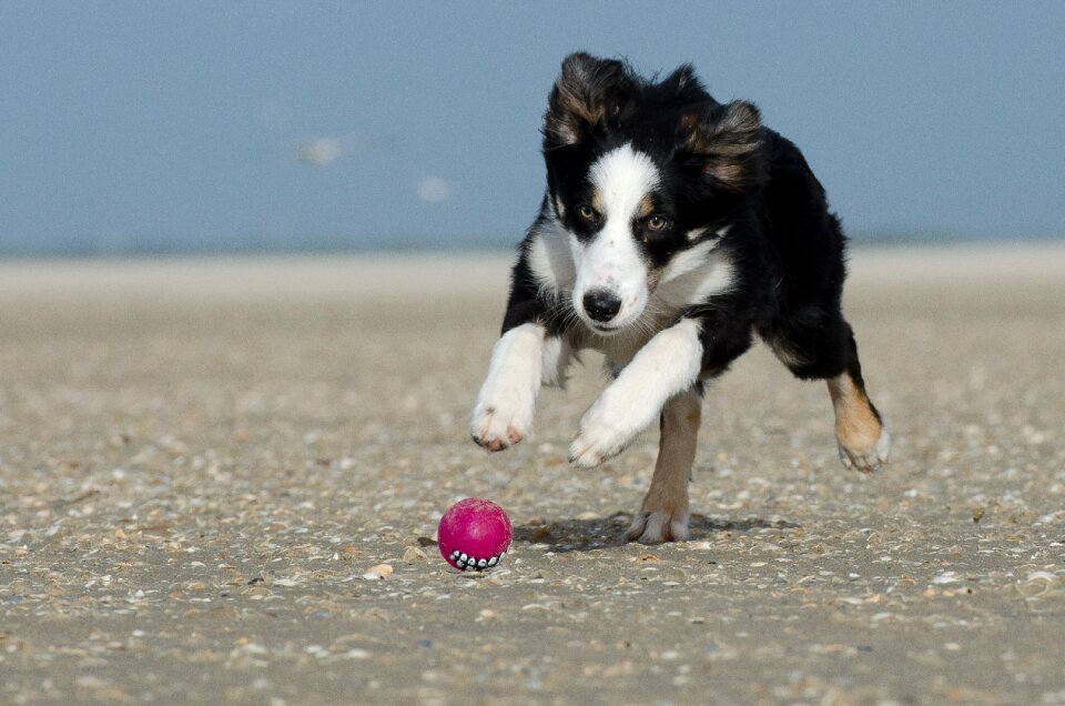 Collie british sheepdog ball junkie