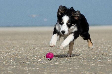 Collie british sheepdog ball junkie