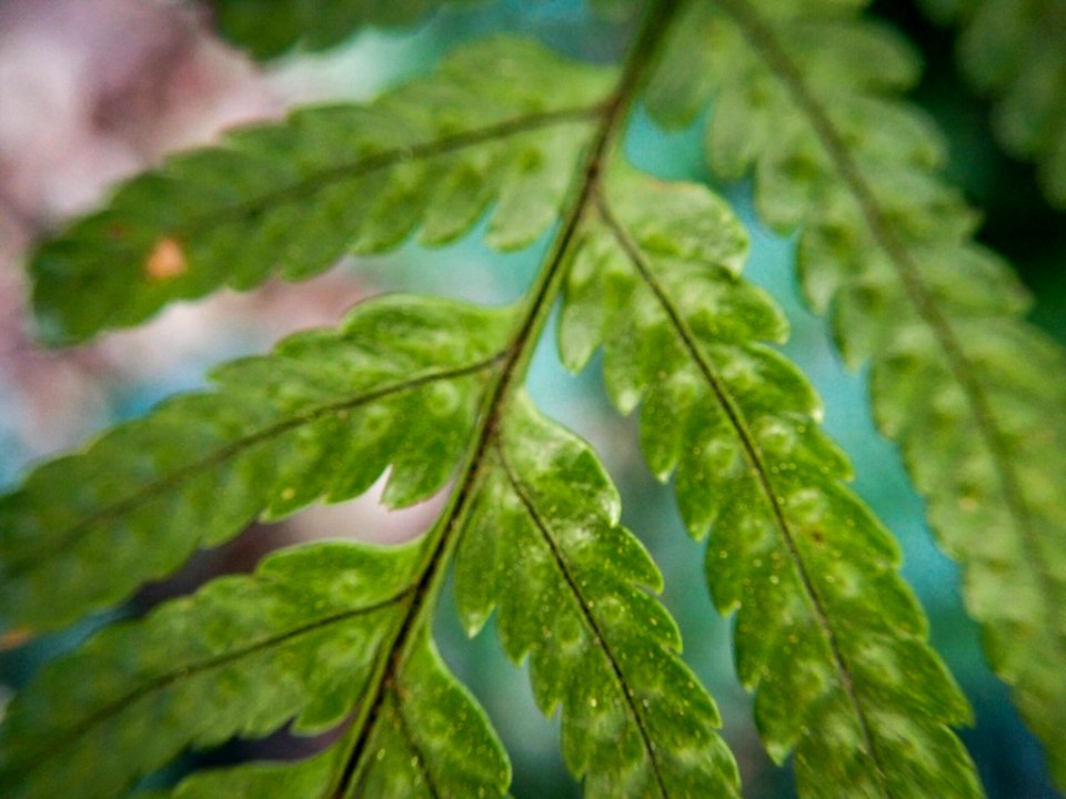 fern - Koishikawa Kourakuen IMG 3883