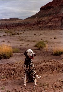 Painted Desert (July 1987)