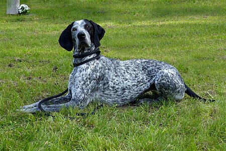 Black white lying grass