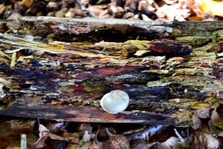 20171024 punk, rottend hout