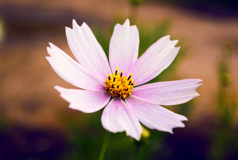 Petal closeup cosmos flower