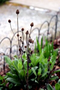 Weeds