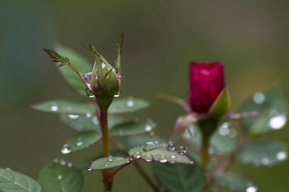 Green drop of water raindrop