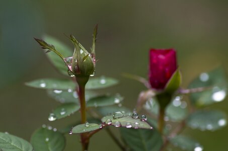 Green drop of water raindrop