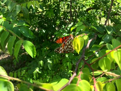 Gulf Fritillary on Starfruit