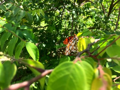 Gulf Fritillary on Starfruit