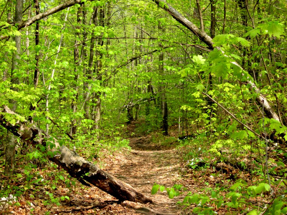 Tunnel of Green on Buck Mountain Trail