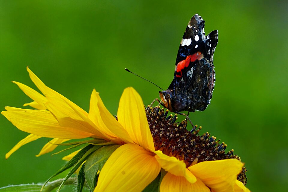Animal butterfly sunflower
