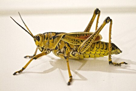 Animal insect nature