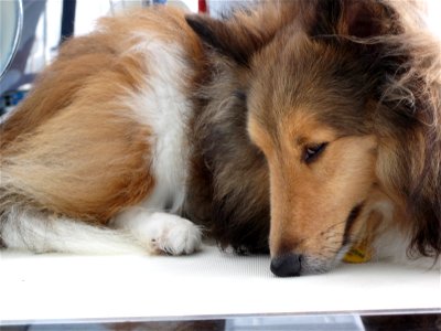 Baily the Sailor Dog