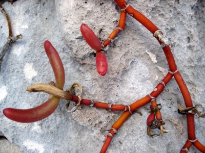 Grow Where you Can Manage