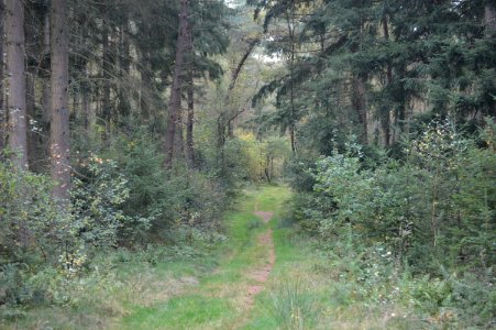 20171019 wandelpad Utrechtse Heuvelrug, nabij Kaap Doorn