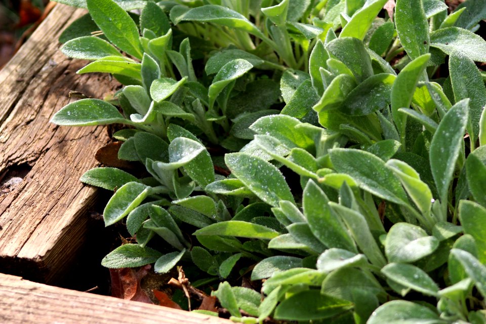 Succulent