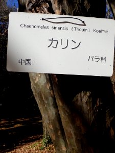 Cydonia Sinensis - Koishikawa Botanical Garden PC120031 photo