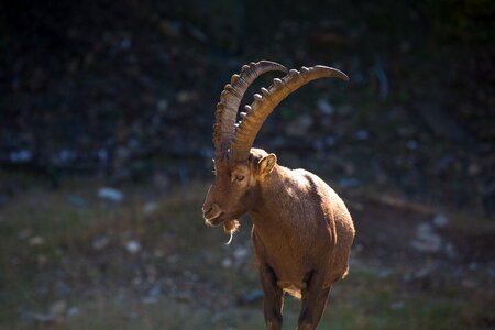 Horn goat nature photo