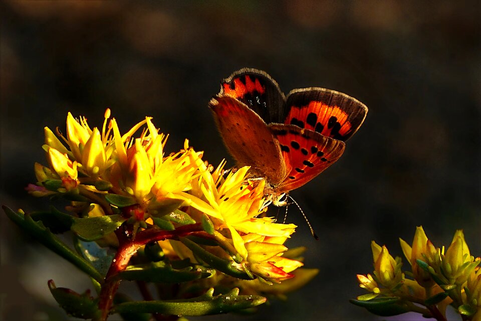 Butterfly orange yellow flower