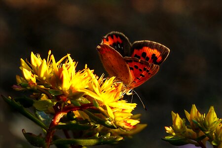 Butterfly orange yellow flower