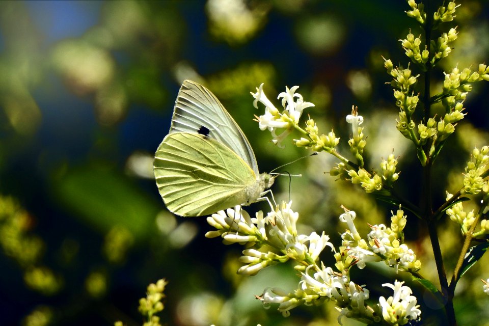 large cabbage white