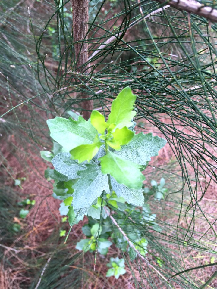 Groundsel Bush Baccharis halimifolia