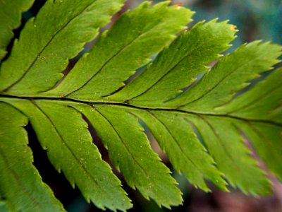 fern - Koishikawa Kourakuen IMG 3881