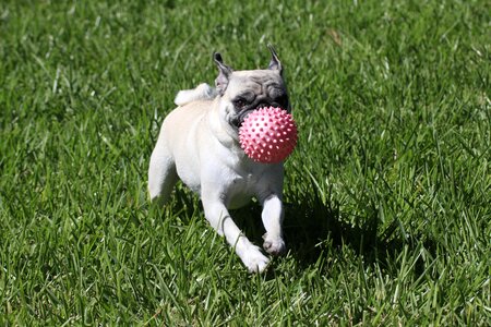 Puppy cute purebred