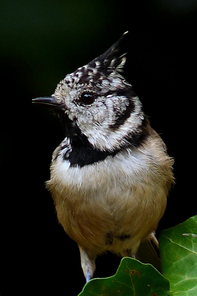 Lubatum tit foraging garden