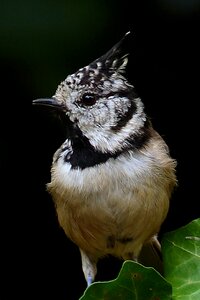 Lubatum tit foraging garden