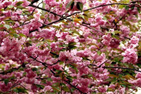 Floral photo