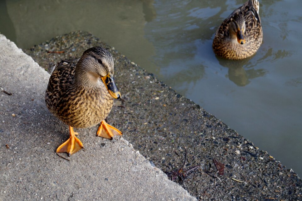 Mallard duck water bird pond photo