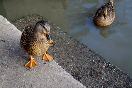 Mallard duck water bird pond