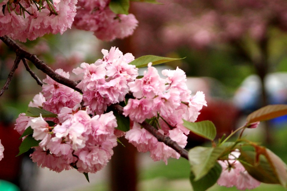 Floral photo