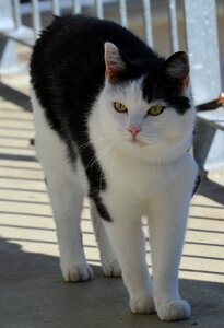 Black and white cat mieze sweet photo