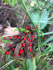 Rosary Pea Ricinus communis