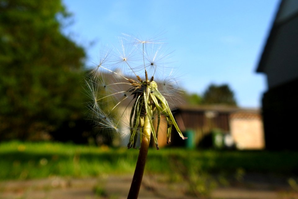 still standing.. photo