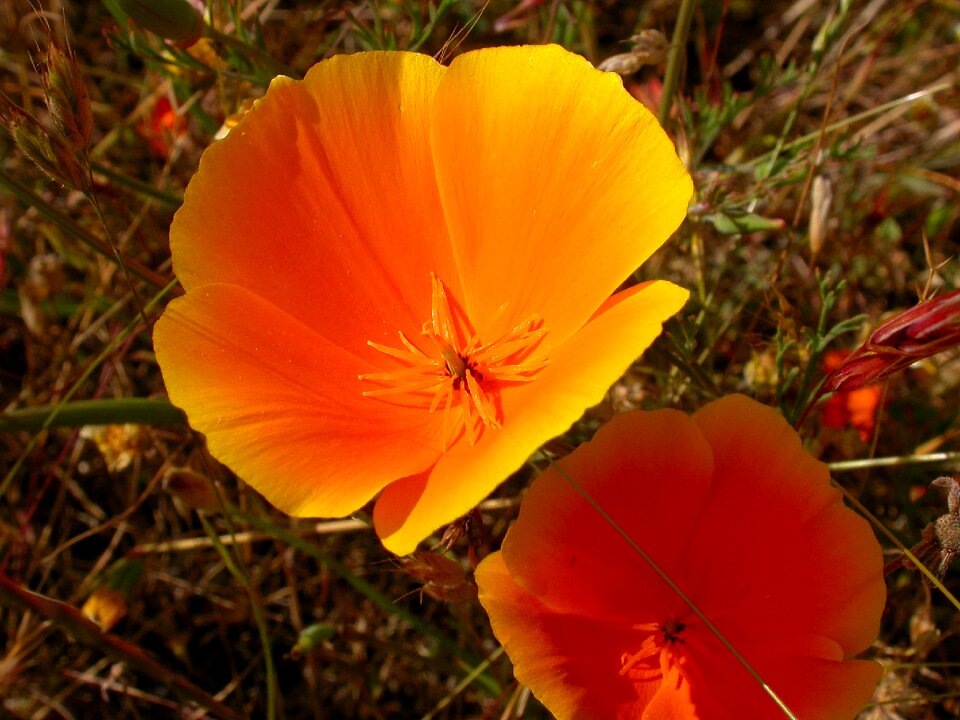 Orange flower california poppy nature