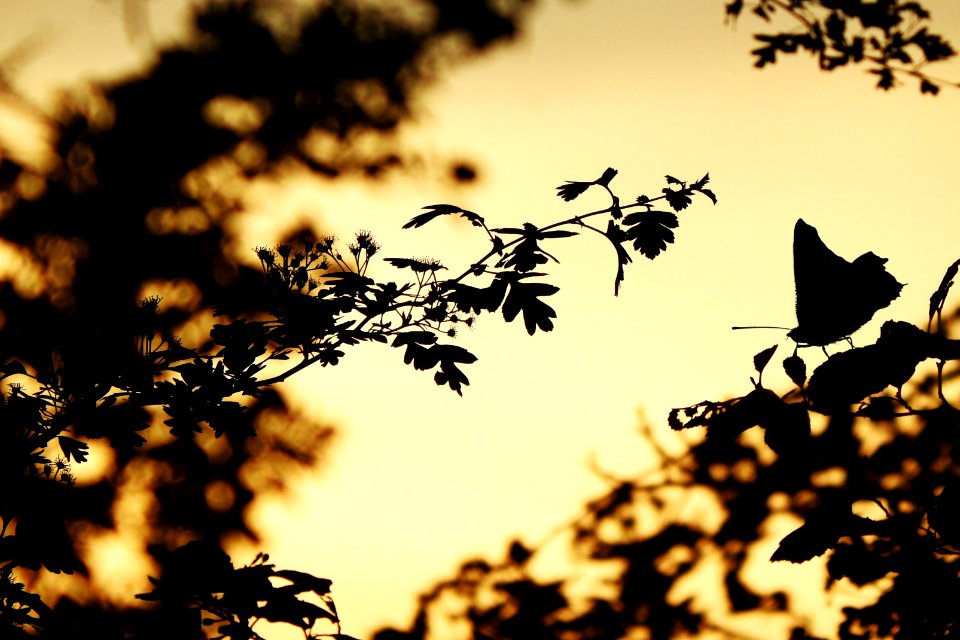 silhouettes of nature