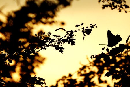 silhouettes of nature photo