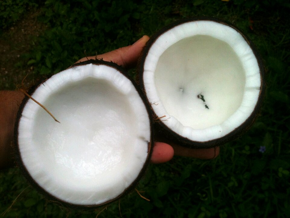 Palm aromatherapy coco