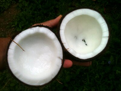 Palm aromatherapy coco