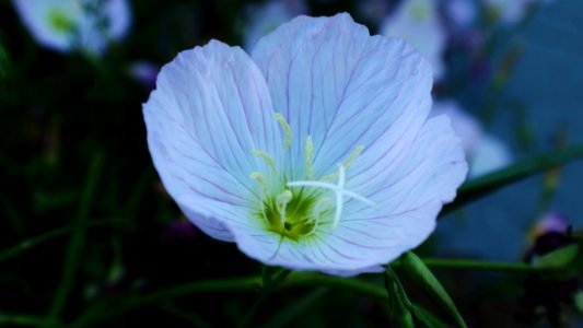 Pink Evening Primrose Bloom (Oenothera speciosa)