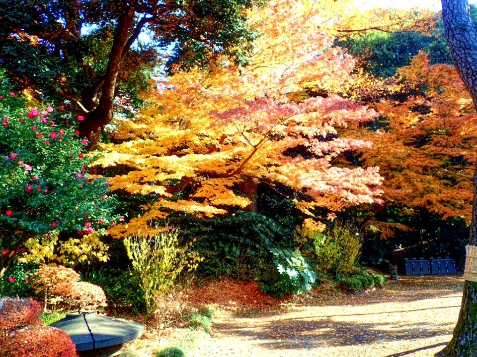 Autumn colours of leaves at Koishikawa Kourakuen  IMG 3863
