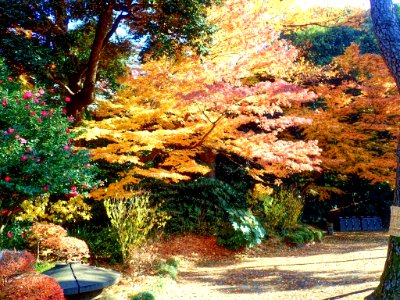Autumn colours of leaves at Koishikawa Kourakuen IMG 3863 photo