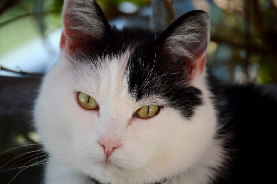 Black and white cat mieze sweet